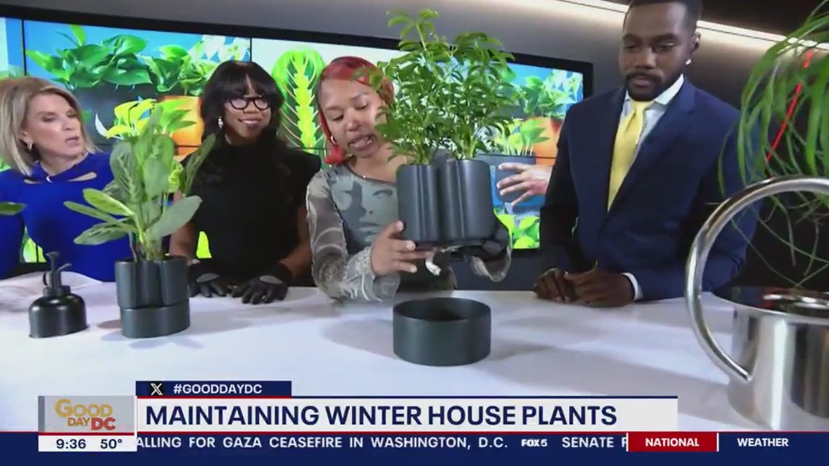 How to maintain your winter house plants